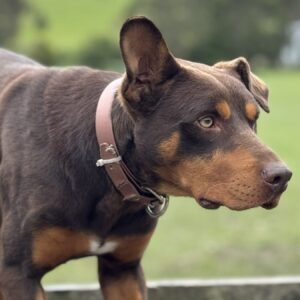 Beloka Cash Dusty X R Gus