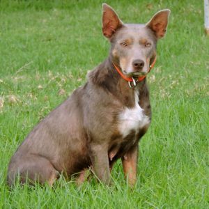 Beloka Roxie