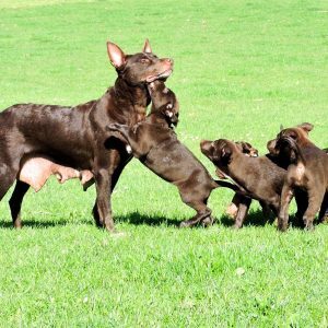 Beloka Ruby with pups