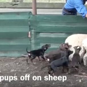 Puppies on sheep